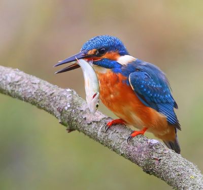 IJsvogel - Common Kingfisher