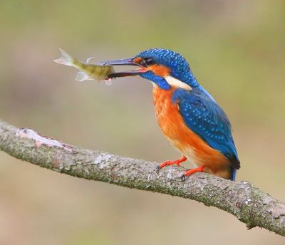 IJsvogel - Common Kingfisher
