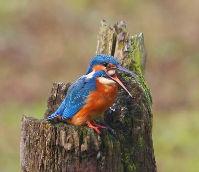IJsvogel - Common Kingfisher