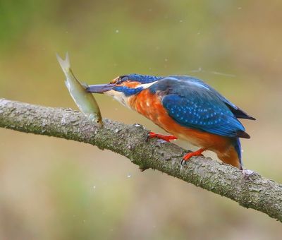 IJsvogel - Common Kingfisher