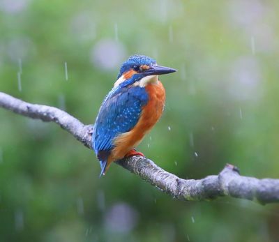 IJsvogel - Common Kingfisher