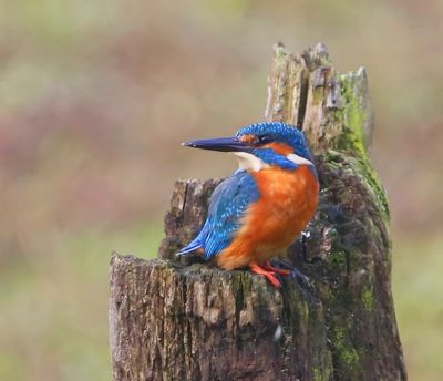 IJsvogel - Common Kingfisher