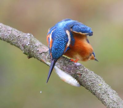 IJsvogel - Common Kingfisher