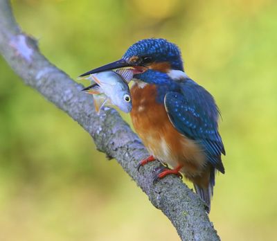 IJsvogel - Common Kingfisher