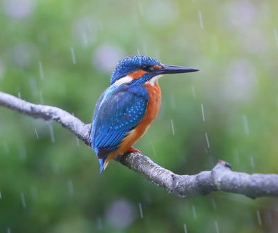 IJsvogel - Common Kingfisher