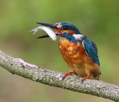 IJsvogel - Common Kingfisher