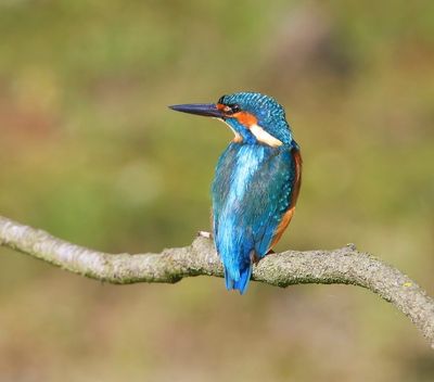 IJsvogel - Common Kingfisher