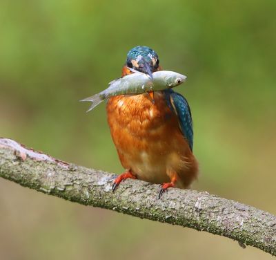 IJsvogel - Common Kingfisher