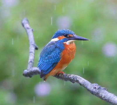 IJsvogel - Common Kingfisher