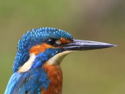 IJsvogel - Common Kingfisher