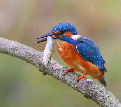 IJsvogel - Common Kingfisher