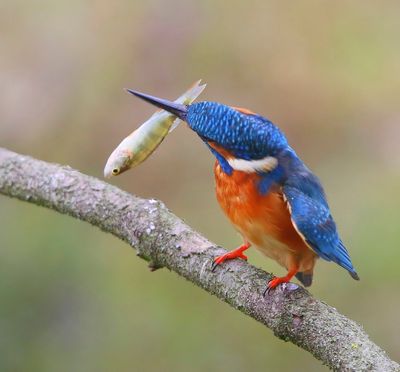 IJsvogel - Common Kingfisher
