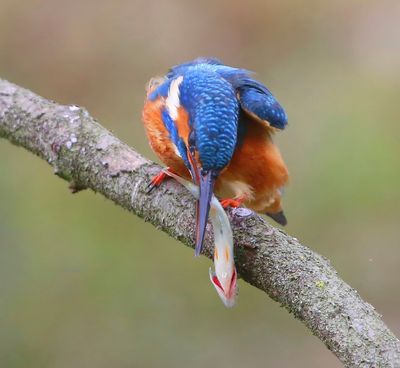 IJsvogel - Common Kingfisher