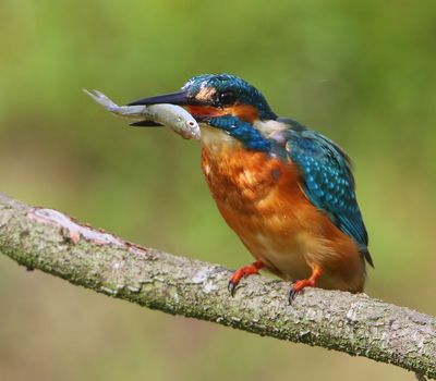 IJsvogel - Common Kingfisher