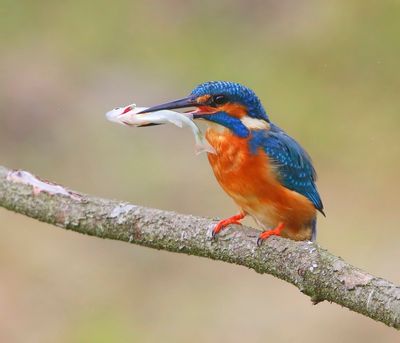 IJsvogel - Common Kingfisher