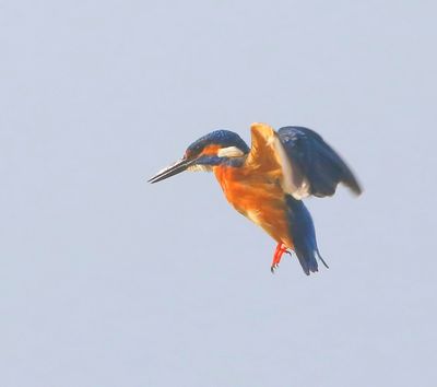 IJsvogel - Common Kingfisher