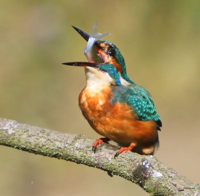 IJsvogel - Common Kingfisher