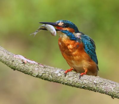 IJsvogel - Common Kingfisher