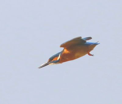 IJsvogel - Common Kingfisher