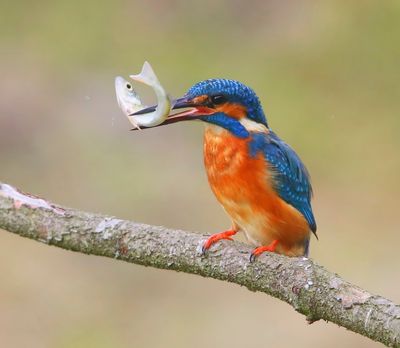 IJsvogel - Common Kingfisher