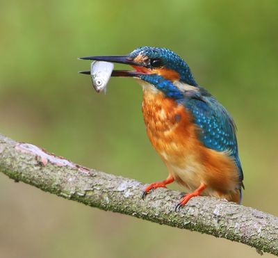 IJsvogel - Common Kingfisher