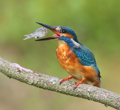 IJsvogel - Common Kingfisher