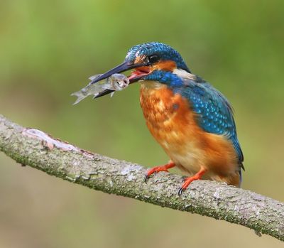 IJsvogel - Common Kingfisher
