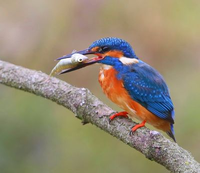 IJsvogel - Common Kingfisher