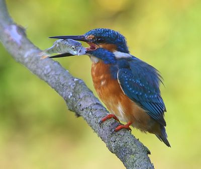 IJsvogel - Common Kingfisher