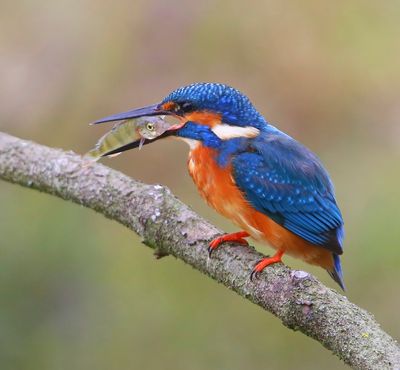 IJsvogel - Common Kingfisher