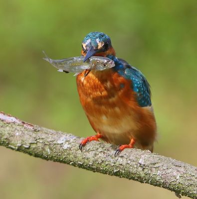 IJsvogel - Common Kingfisher