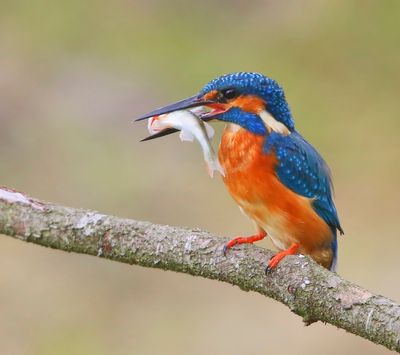 IJsvogel - Common Kingfisher