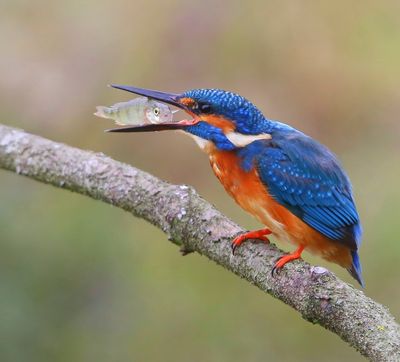IJsvogel - Common Kingfisher