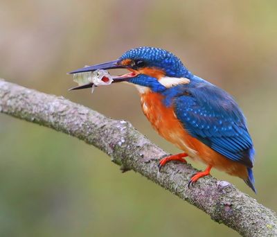 IJsvogel - Common Kingfisher