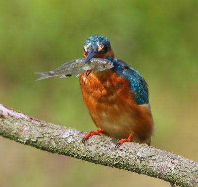 IJsvogel - Common Kingfisher