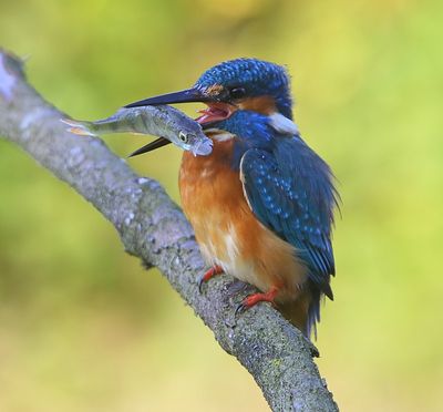 IJsvogel - Common Kingfisher