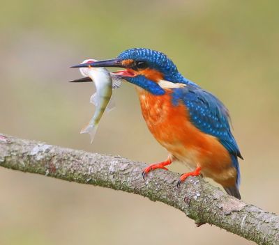 IJsvogel - Common Kingfisher