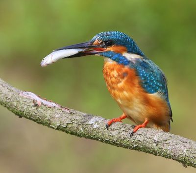 IJsvogel - Common Kingfisher