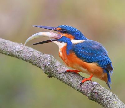 IJsvogel - Common Kingfisher