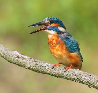 IJsvogel - Common Kingfisher