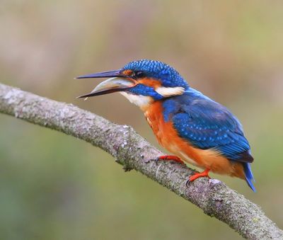 IJsvogel - Common Kingfisher