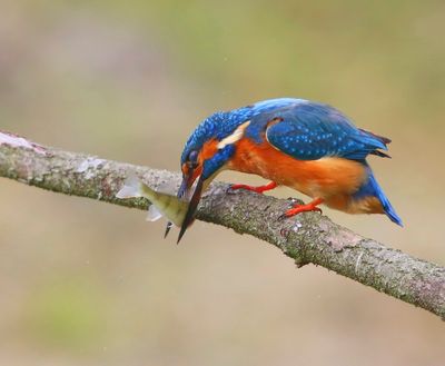 IJsvogel - Common Kingfisher