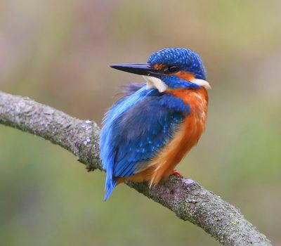 IJsvogel - Common Kingfisher