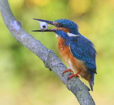 IJsvogel - Common Kingfisher
