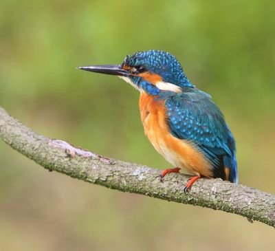 IJsvogel - Common Kingfisher