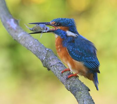 IJsvogel - Common Kingfisher