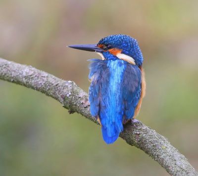 IJsvogel - Common Kingfisher
