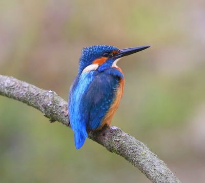 IJsvogel - Common Kingfisher