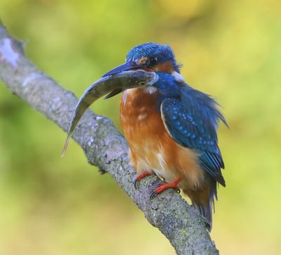 IJsvogel - Common Kingfisher
