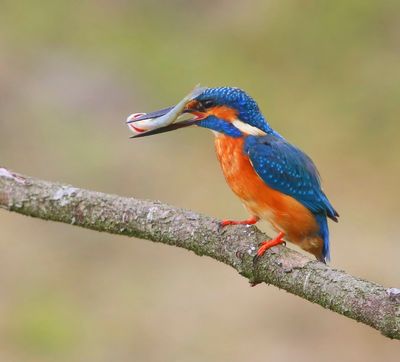IJsvogel - Common Kingfisher